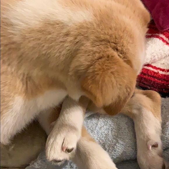 Meet your Posher, Aj - Picture 1 of 1